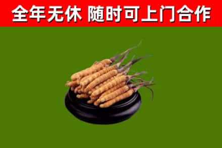 成都市回收冬虫夏草