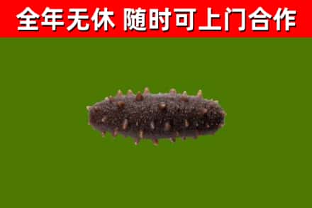 成都市回收海参干